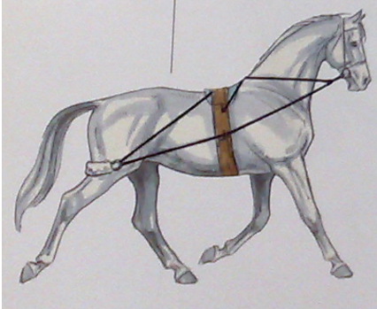 Posición de doma del Pessoa.